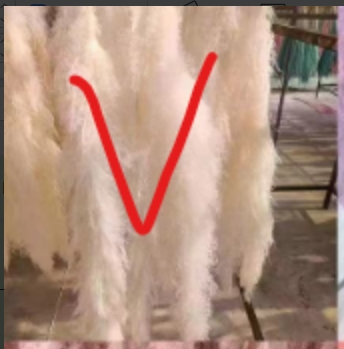 Bleached large reed, 5 pcs